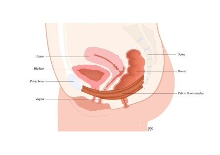 Diagram showing the anatomy of a woman