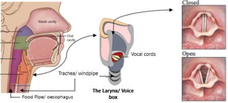 An anatomical diagram of a the larynx.