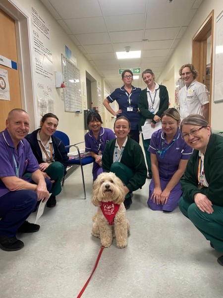 A dog surrounded by healthcare staff.