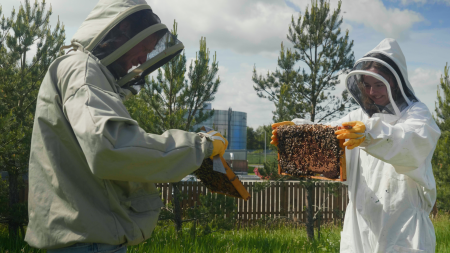 Two people wearing bee suits and holding parts of the hive covered in bees.